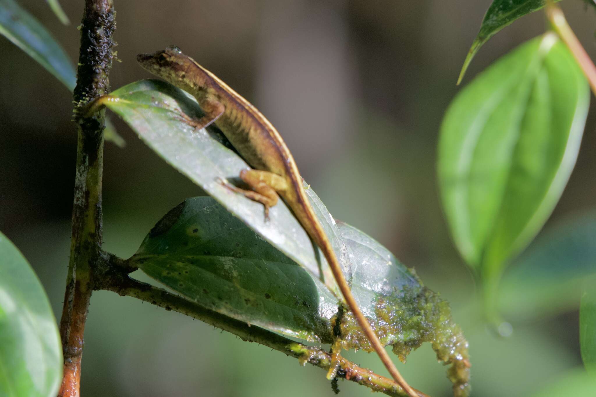 Image of Blotchbelly Anole