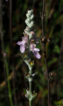 Image of Teucrium creticum L.