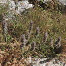 Stachys germanica subsp. germanica resmi