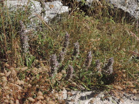 Stachys germanica subsp. germanica resmi