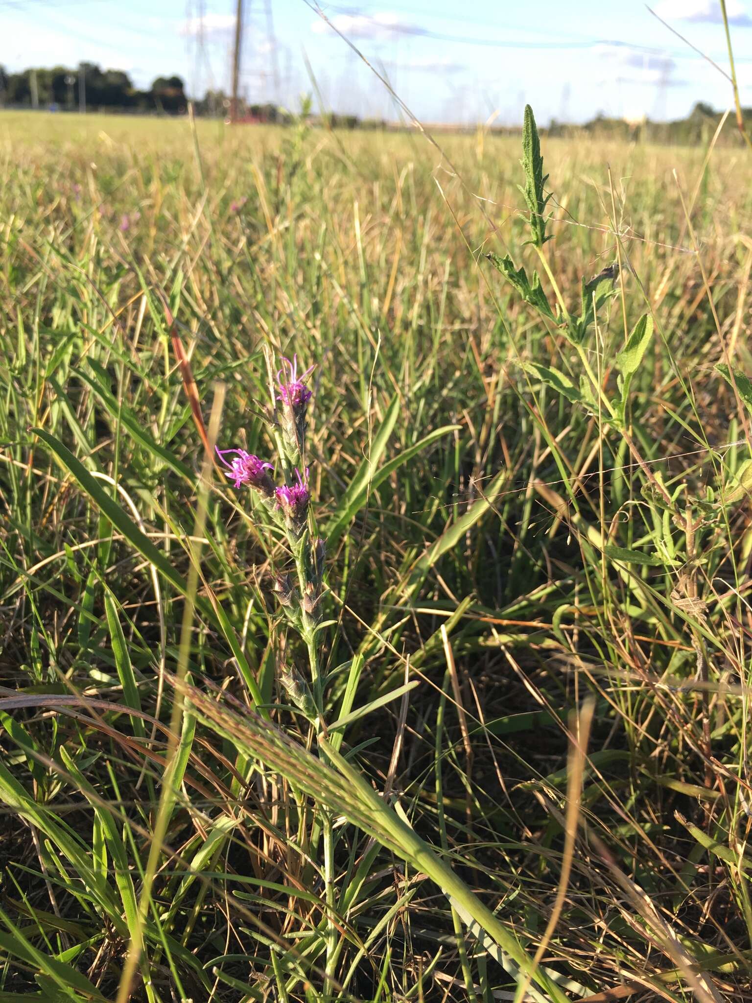 Слика од Liatris bracteata Gaiser