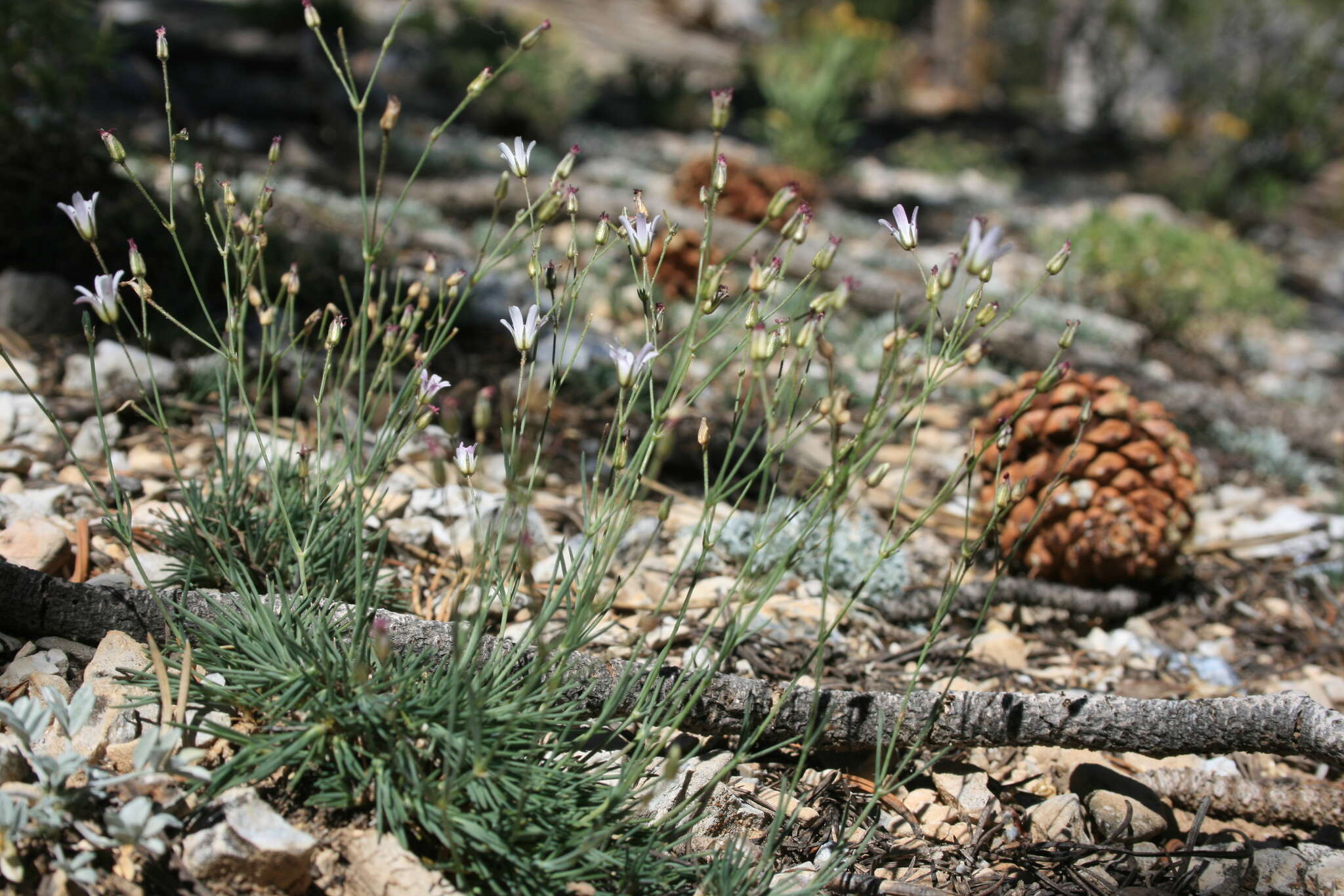 Image of King's sandwort