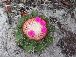 Image of Melocactus violaceus subsp. violaceus