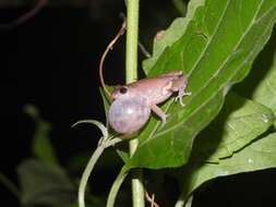 Image of <i>Raorchestes sanctisilvaticus</i>