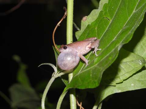 Image of <i>Raorchestes sanctisilvaticus</i>