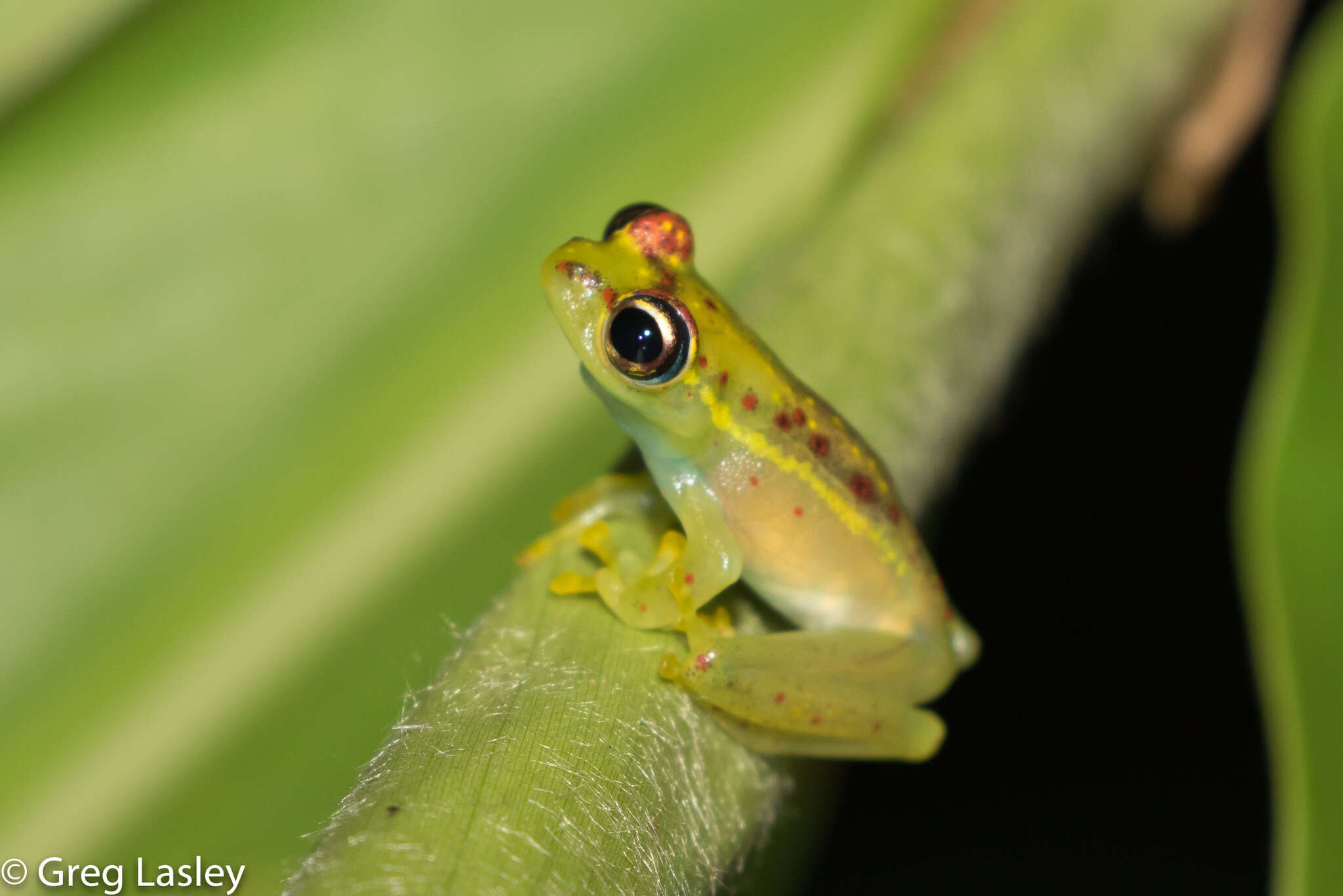 Image of Bott's Bright-eyed Frog