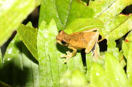 Image of Dendropsophus parviceps (Boulenger 1882)