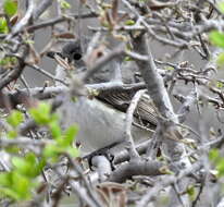 Image of Gray Vireo