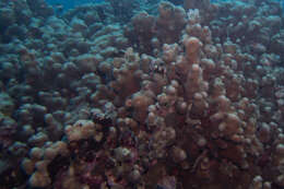 Image of cactus coral