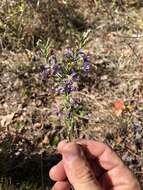 Image of eastern silver aster