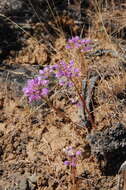 Sivun Allium acuminatum Hook. kuva