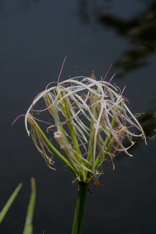 Слика од Crinum viviparum (Lam.) R. Ansari & V. J. Nair