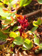 Image of sprouting leaf willow