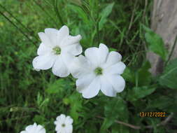 صورة Nicotiana suaveolens Lehm.