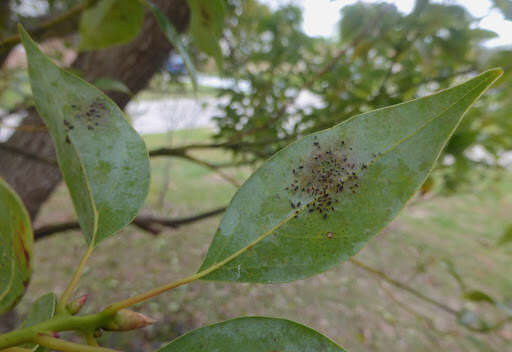 Image of Avocado lace bug