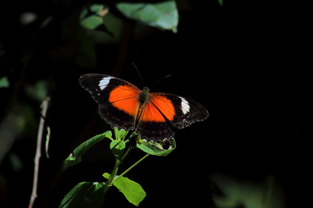 Cethosia cydippe Linnaeus 1763 resmi