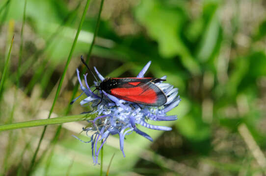 Image of Zygaena purpuralis Brünnich 1763