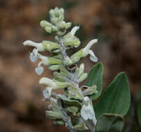 Image of Salvia candicans M. Martens & Galeotti