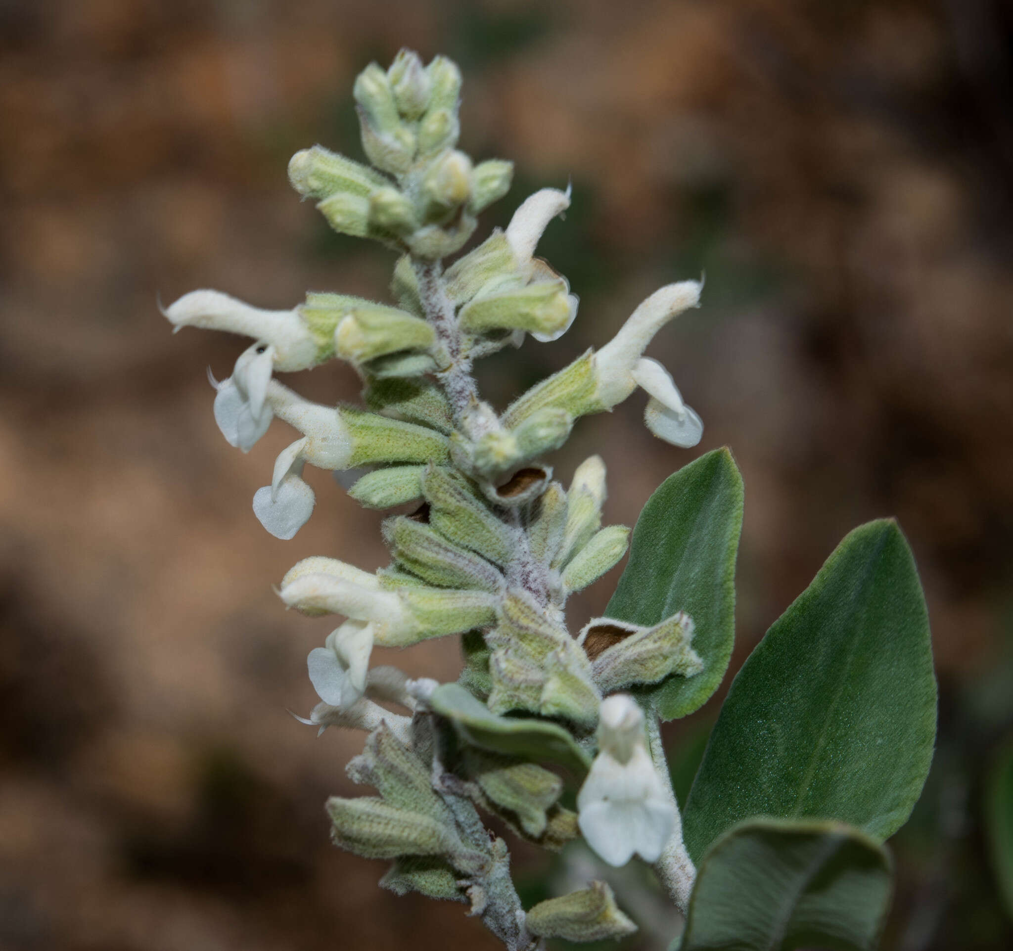 Imagem de Salvia candicans M. Martens & Galeotti