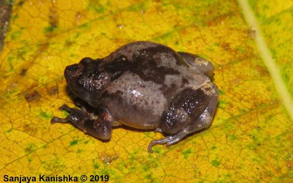 Image of Uperodon nagaoi (Manamendra-Arachchi & Pethiyagoda 2001)