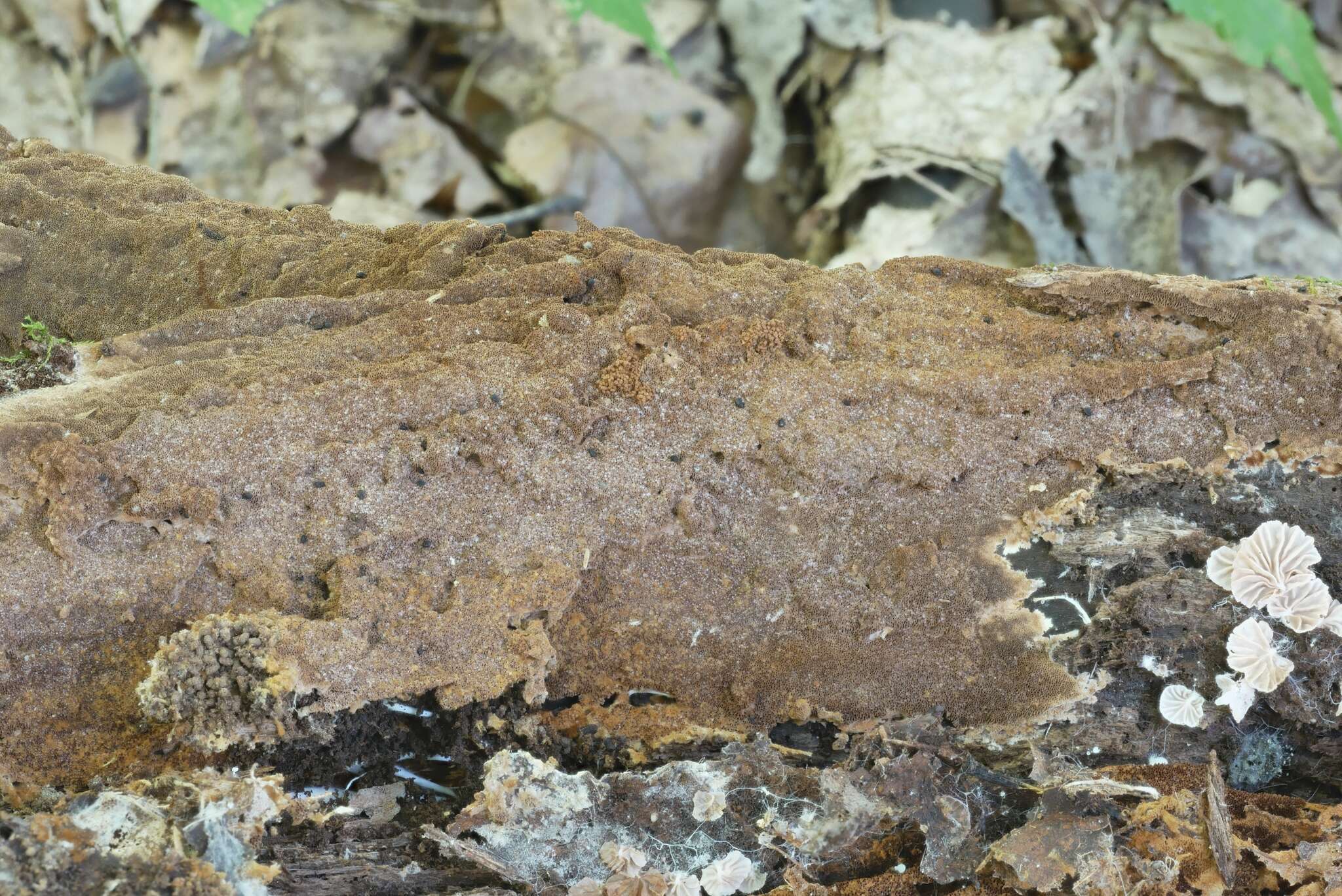 Image de Polypore ferrugineux