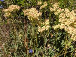 Image of arrowleaf buckwheat