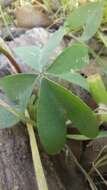 Image of Oxalis arenaria Bert.