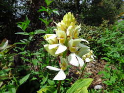 Image of Govenia utriculata (Sw.) Lindl.