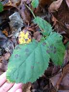 صورة Phragmidium violaceum (Schultz) G. Winter 1880