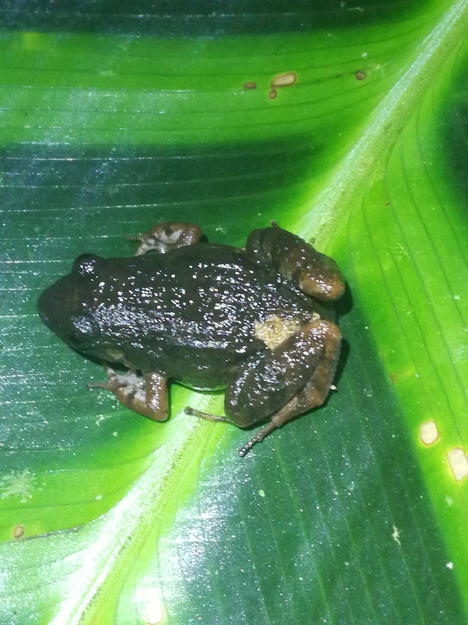 Image of Napo Tropical Bullfrog