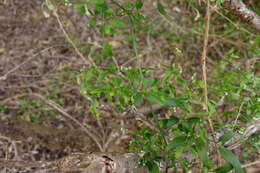 Image of Clematis decipiens H. Eichler ex Jeanes