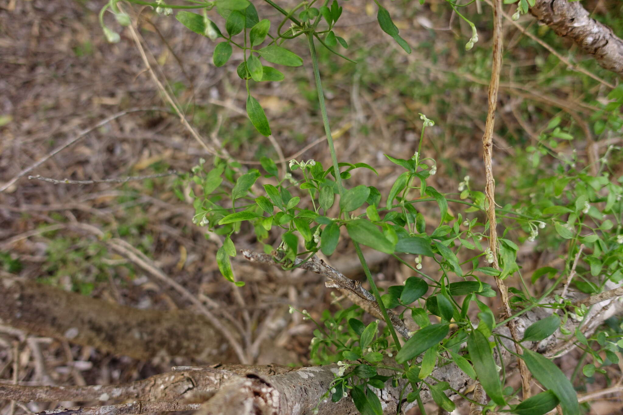 Imagem de Clematis decipiens H. Eichler ex Jeanes