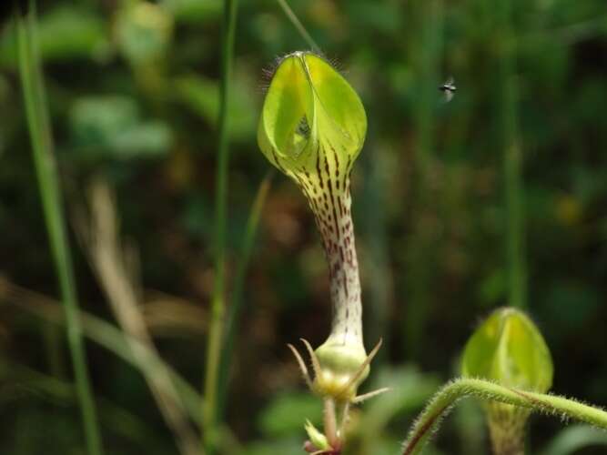 صورة Ceropegia hirsuta Wight & Arn.