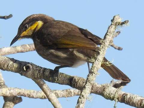 Image of Mangrove Honeyeater