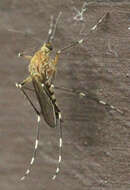 Image of Aedes canadensis canadensis