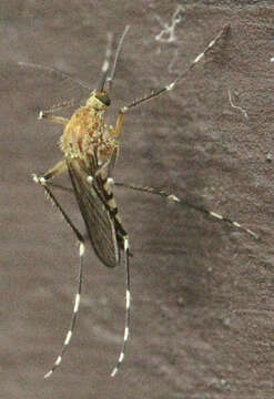 Image de Aedes canadensis canadensis