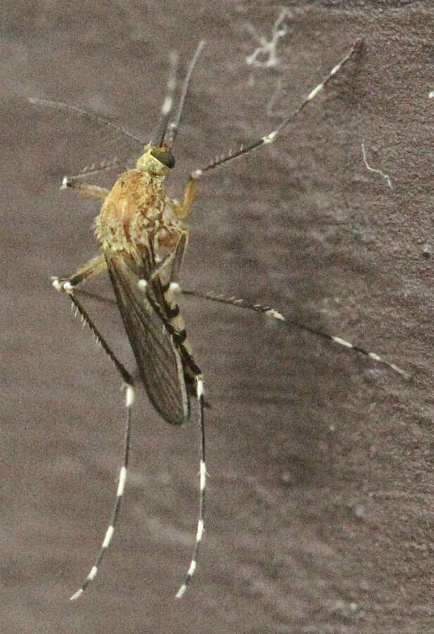 Imagem de Aedes canadensis canadensis