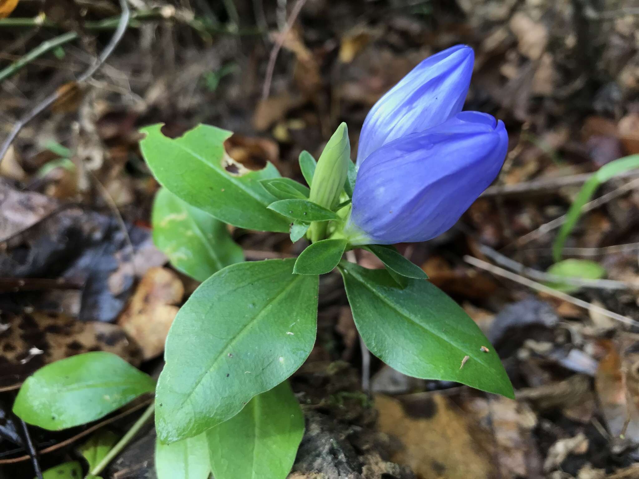 Imagem de Gentiana saponaria L.