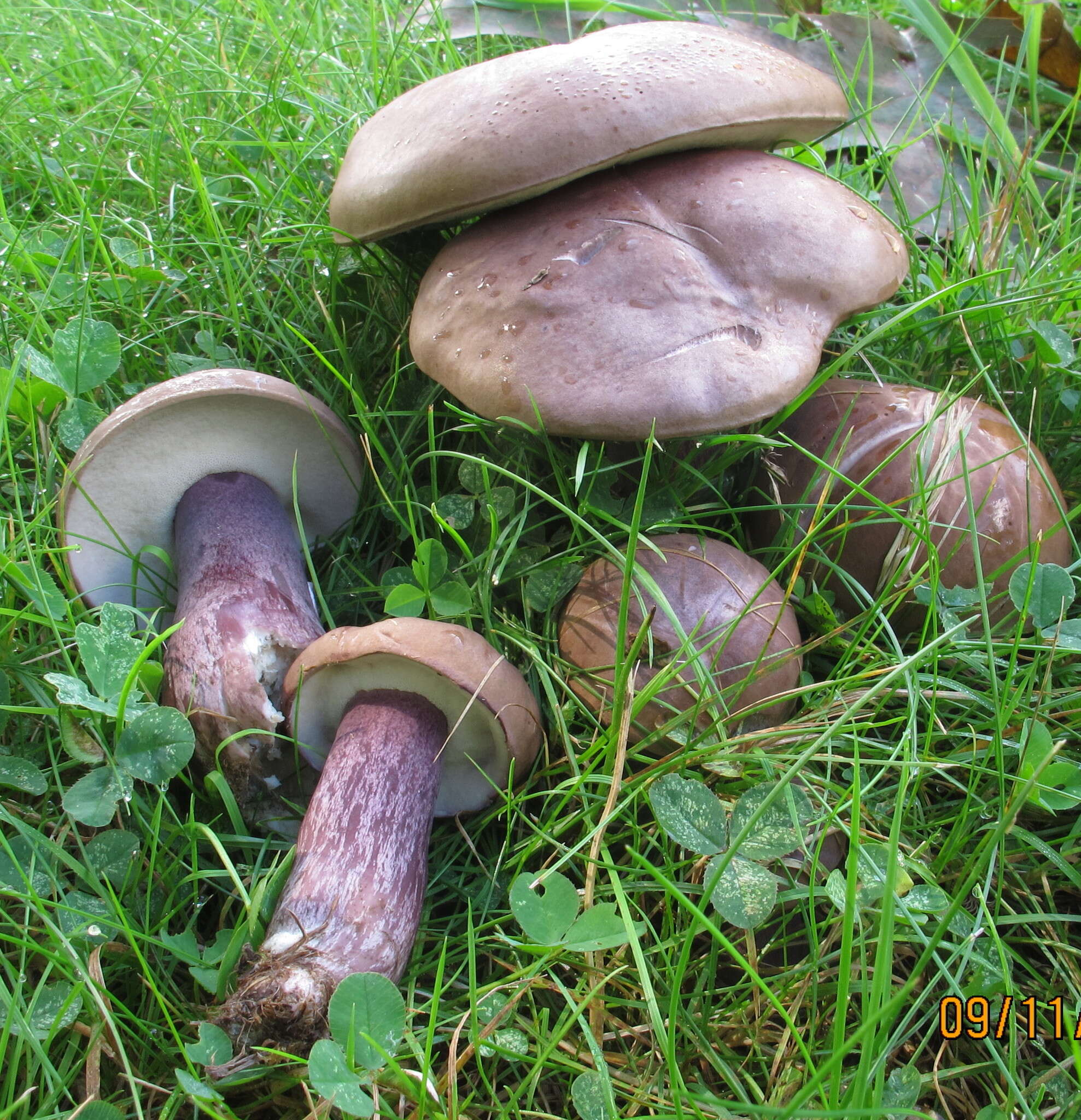 Image of Tylopilus plumbeoviolaceus (Snell & E. A. Dick) Snell & E. A. Dick 1941