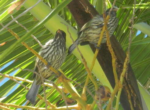 Image of Palmchat