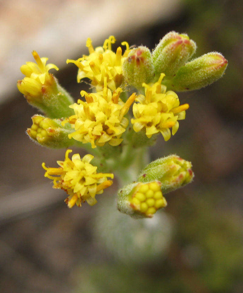 Image of Senecio pauciflosculosus C. Jeffrey