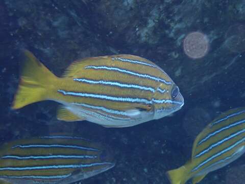 Image of Blue and gold snapper