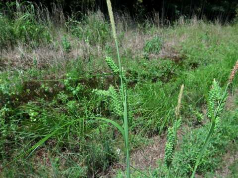 Image of cypress swamp sedge