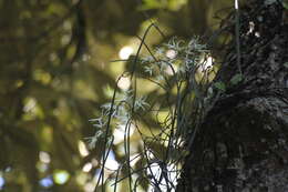 Dendrobium teretifolium R. Br. resmi