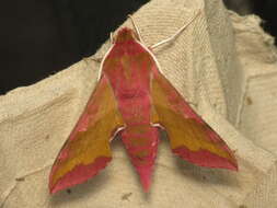 Image of small elephant hawk-moth