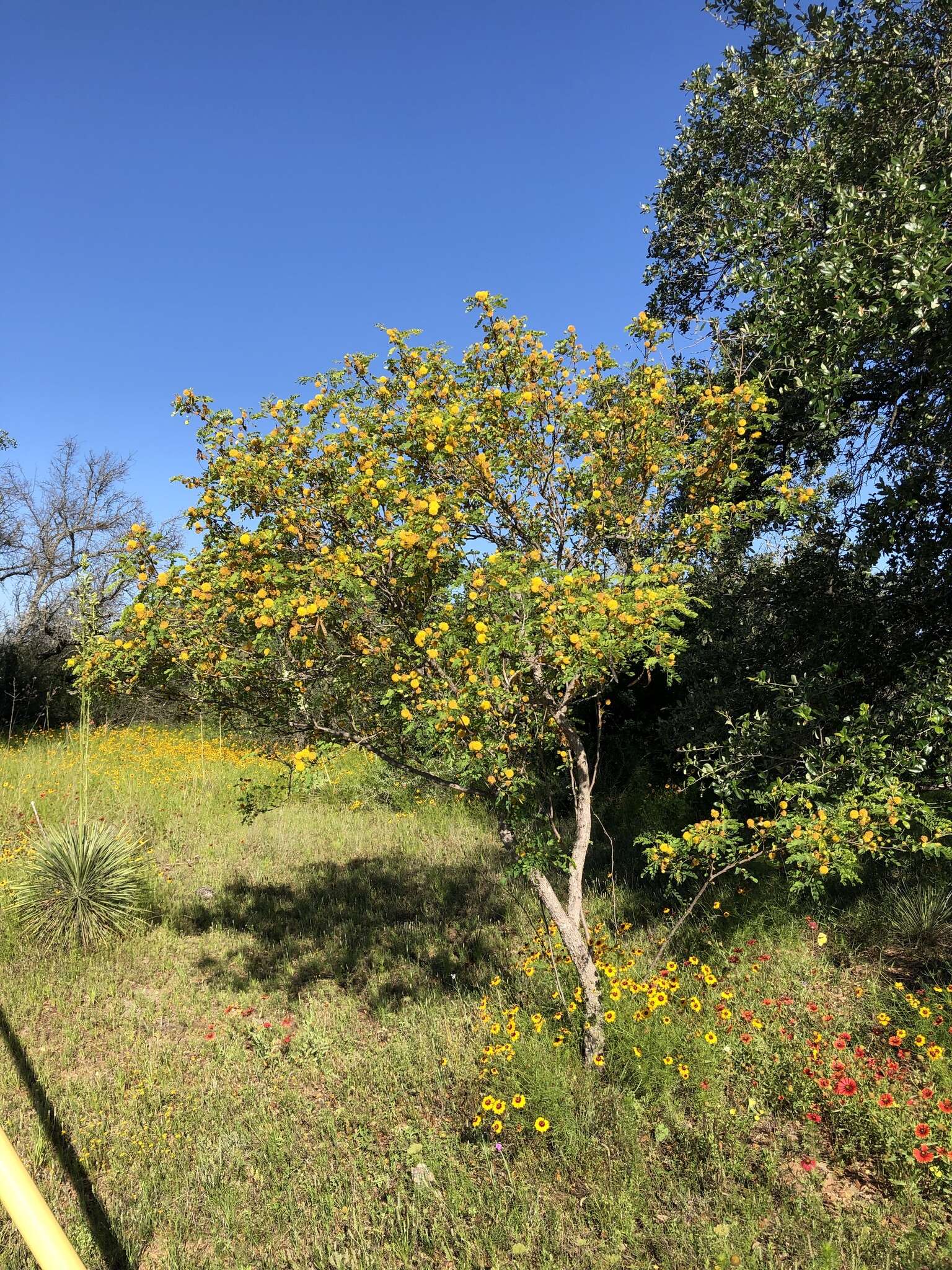 Sivun Leucaena retusa Benth. kuva