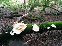 Image of Pleurotus ostreatus (Jacq.) P. Kumm. 1871