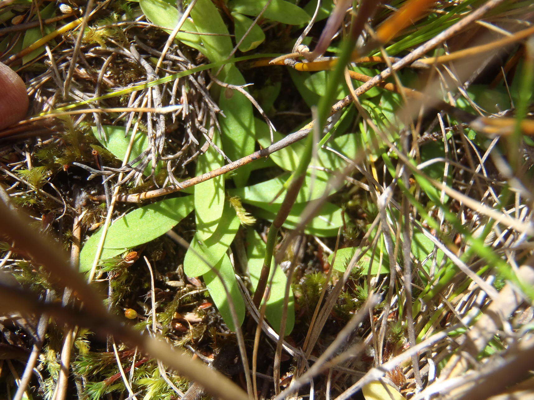 Image of Disa schizodioides Sond.