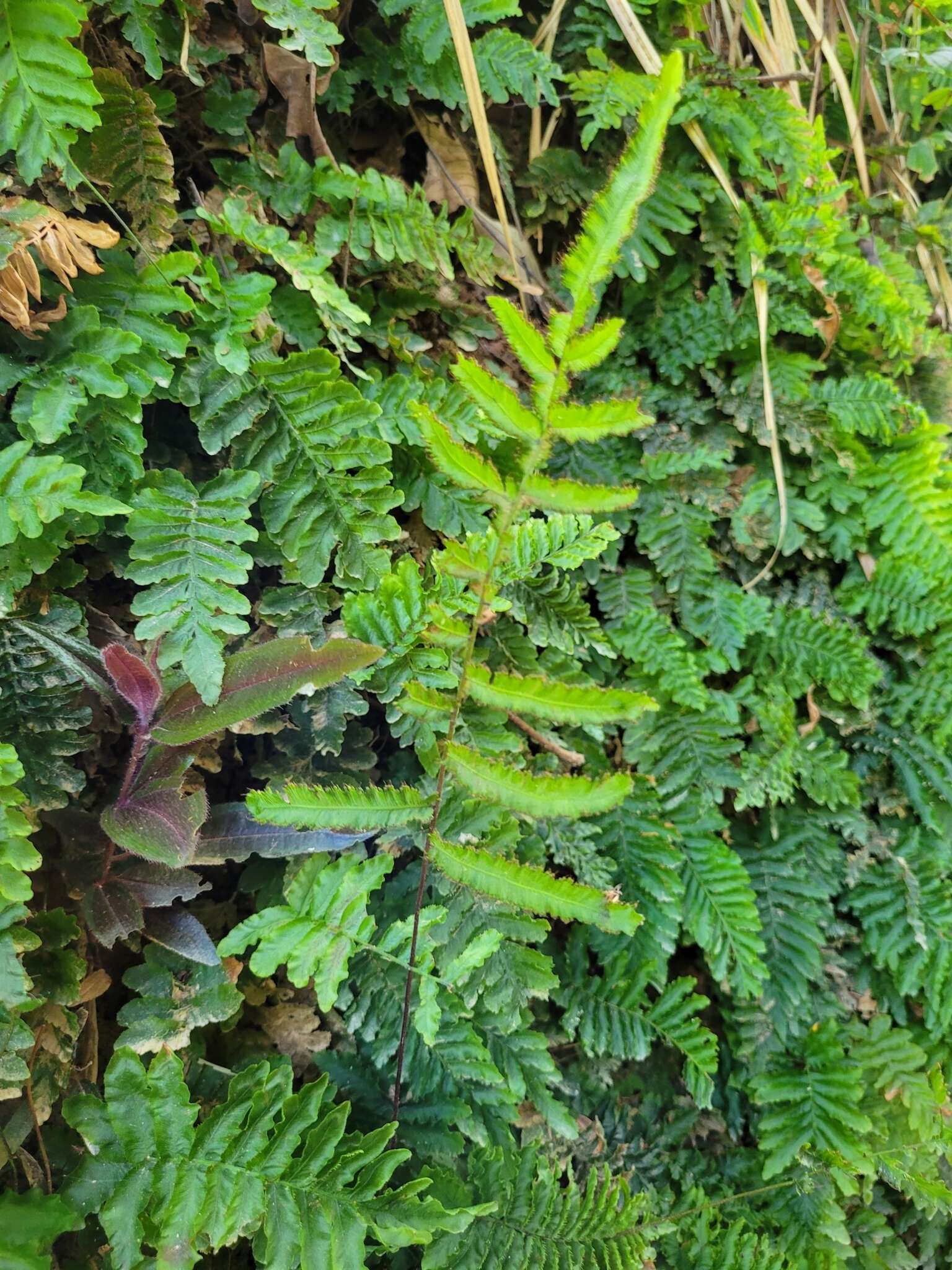 Image of tansy bristle fern