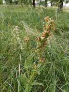 Image of Pedicularis kaufmannii Pinzger